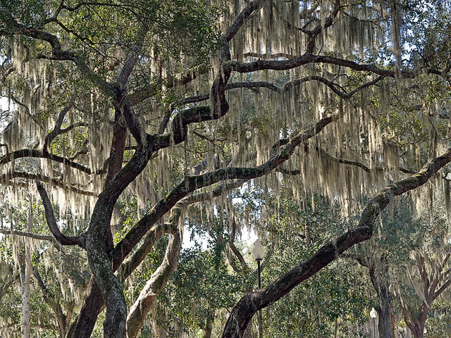 Trees & Moss
