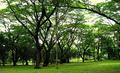 Acacias