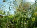 Dragonflies call this home