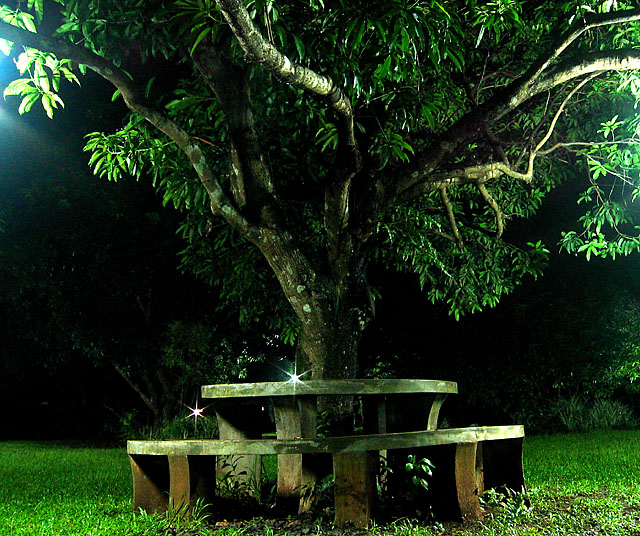 Mango tree