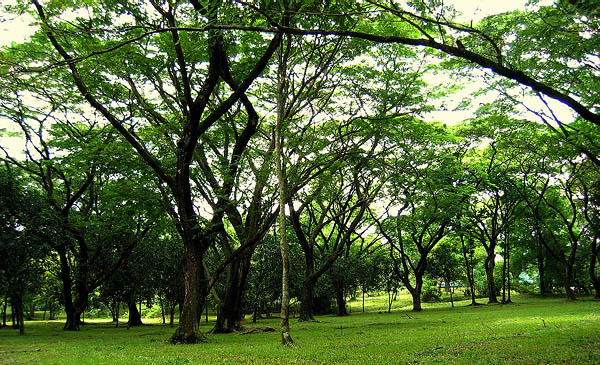 Acacias