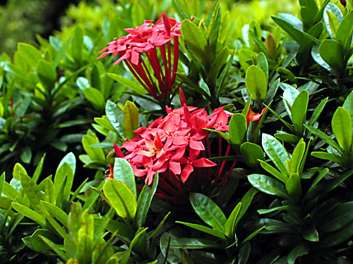Santan