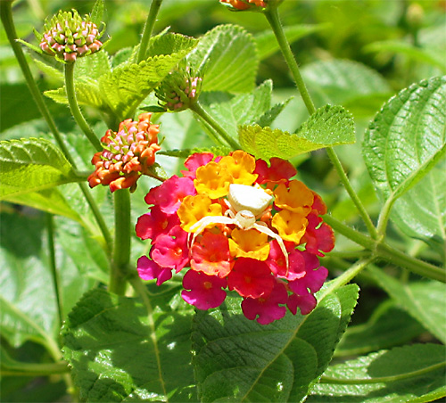 Lantana