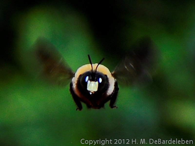 HoneyBee