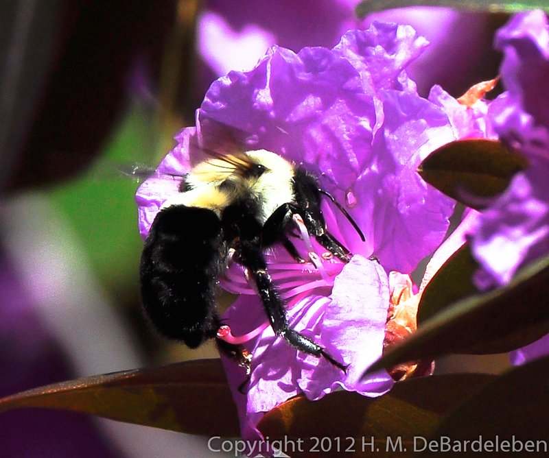 HoneyBee2