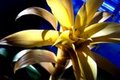 yellow in the house of blue
