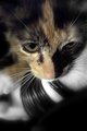 Calico Dreams