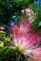 Mimosa in the Afternoon