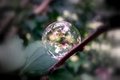 The Bubble Tree I