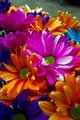 Crowded Flowered