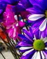 Stems Away