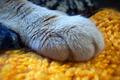 Kitty Paw