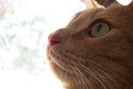 Dreams of Flight