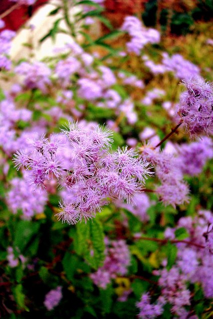 Lavender Fluff