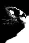 Scaredy Cat