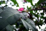 The Bubble Tree II