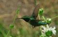 Hummingbird