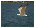 Flight