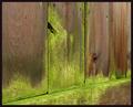 Weathered fence 2