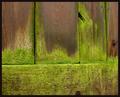 Weathered Fence