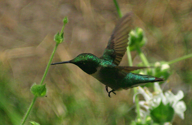 Hummingbird