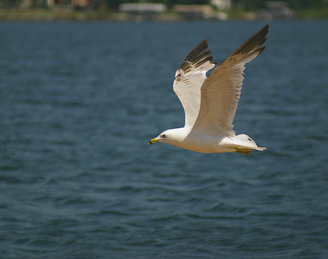 Gull-CRW_8190_RJ.jpg