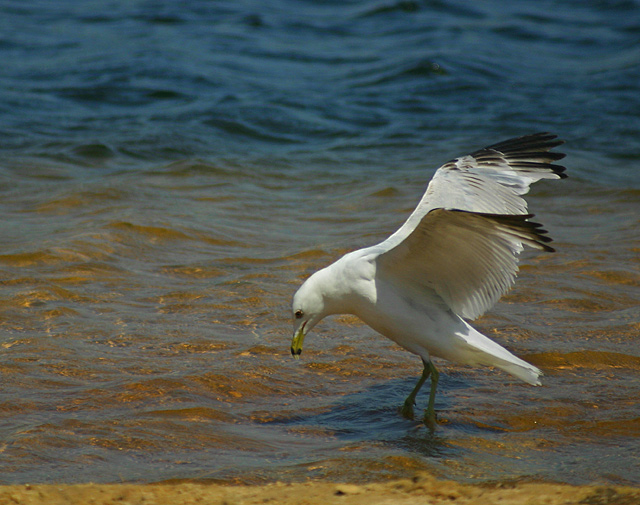 Gull-CRW_8192_RJ.jpg
