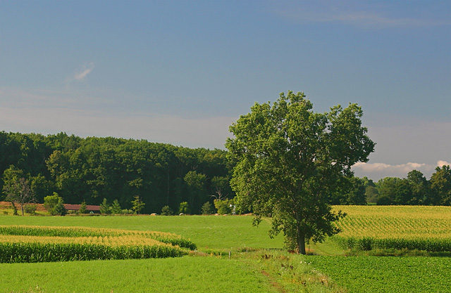 Landscape.jpg
