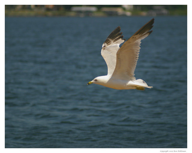 Flight