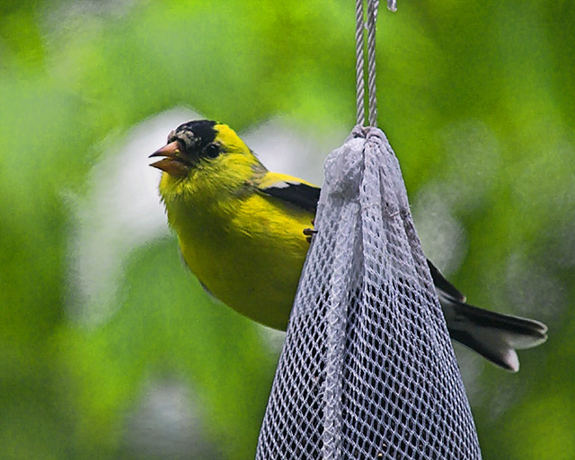 Goldfinch