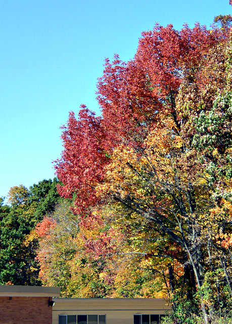 Fallcolors8