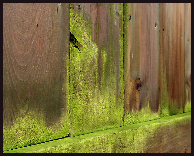 Weathered fence 2