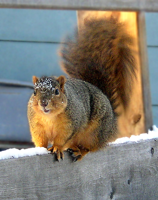 PeskySquirrel-P1290182.jpg