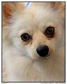 "Brandy" Pomeranian