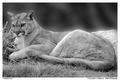 Mountain Lion