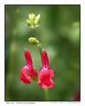 Hot Lips - Salvia microphylla