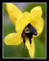 Bee IN flower