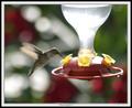 CRW_8561_RJ-01-cr1.jpg