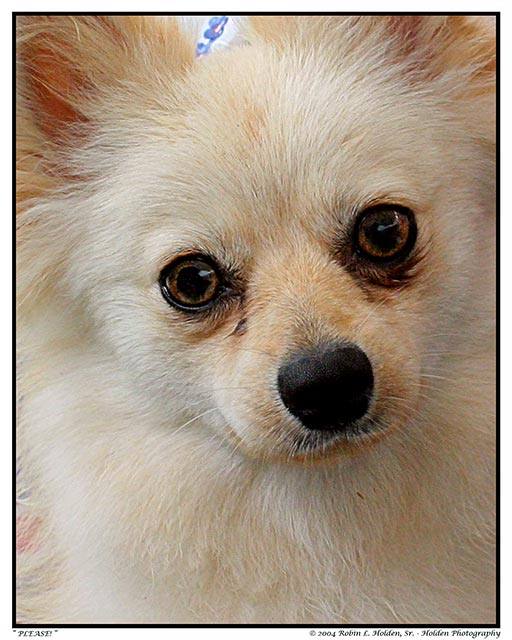 "Brandy" Pomeranian