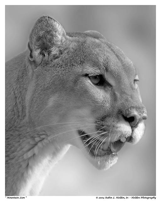Mountain Lion (Cougar)