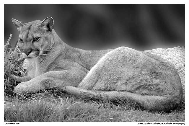 Mountain Lion