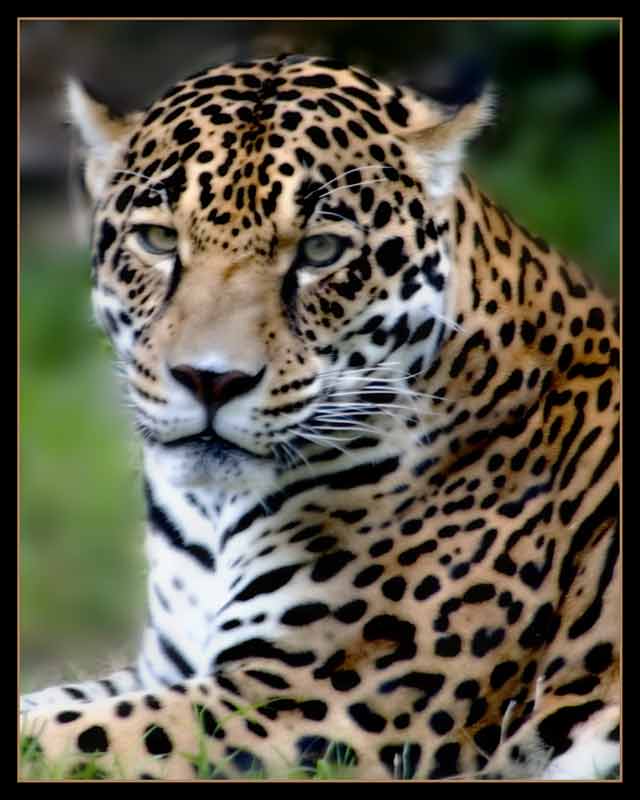 Jaguar