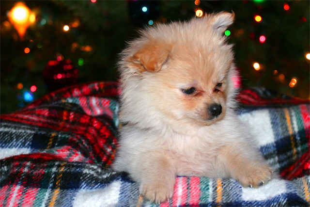 Belkays Brandy - Chistmas 2003