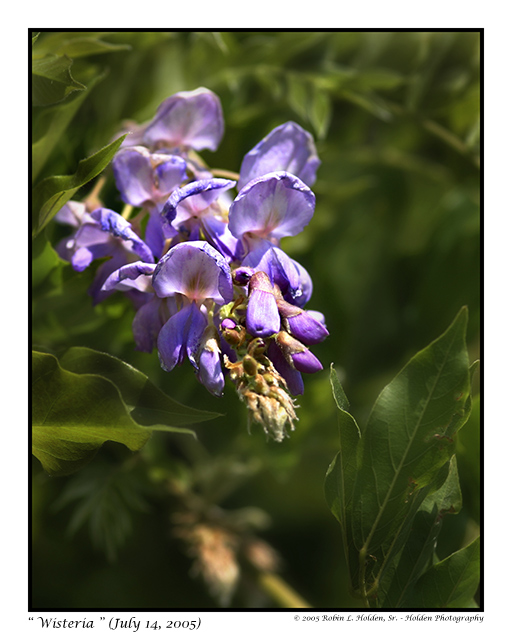 Wisteria Tree (July 2005)