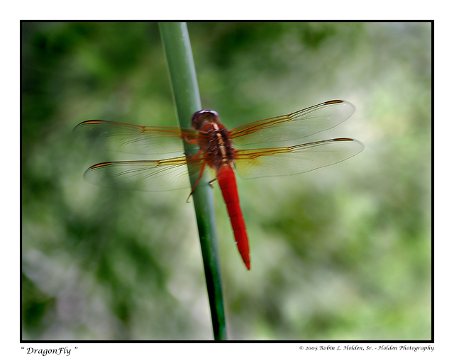 DragonFly