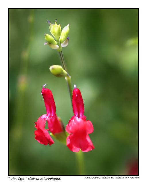 Hot Lips - Salvia microphylla