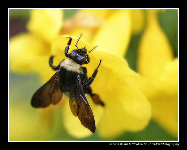 Bee ON Flower
