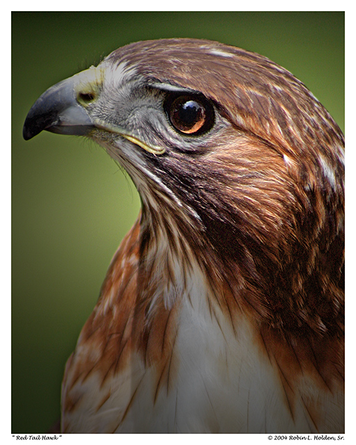 Red Tail Hawk