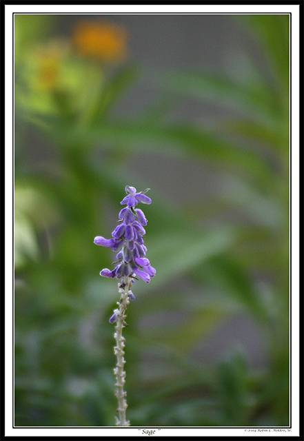 Sage