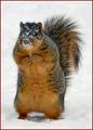 squirrel snow1.jpg